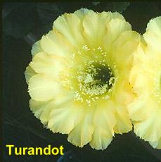 Turandot.4.1.jpg 
